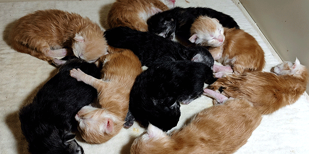 Cins kedisi tek seferde 10 tane yavruladı, büyük sevinç yaşadı