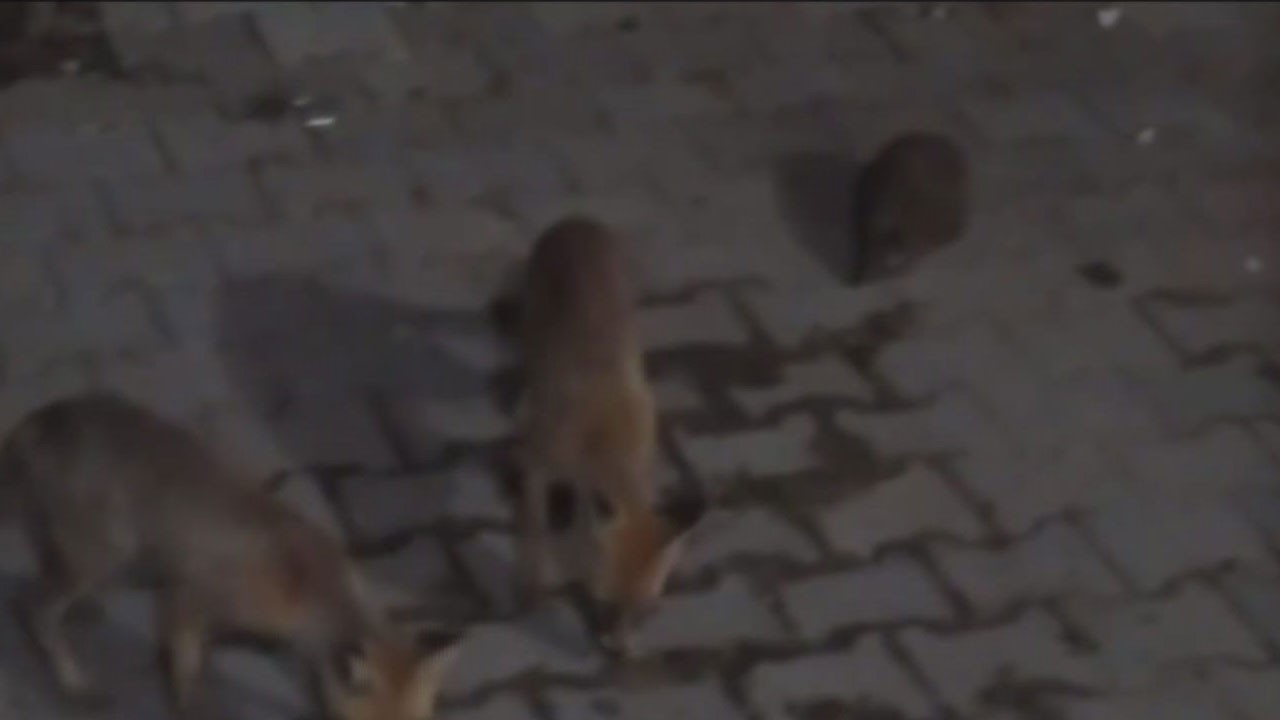 Cips ile beslemişti! Akıllı tilki bu kez yavrusuyla geldi