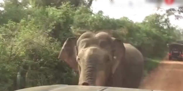 Cipte fil dehşeti - VIDEO