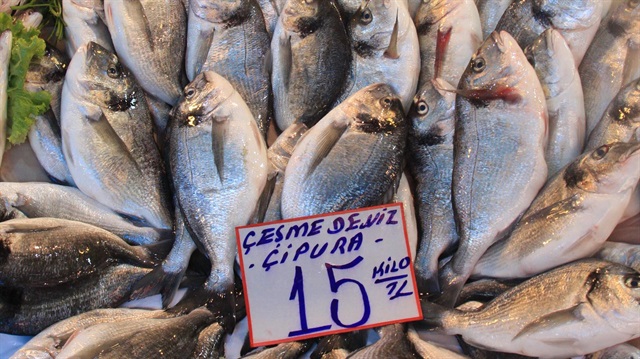 Çipura ihracatı yükseldi