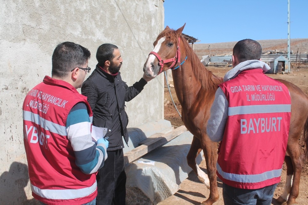 Cirit atlarına ’ruam’ testi 