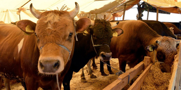 Çirkin yüzlerini sergilediler! Gezici kafadan kurban düşmanlığı