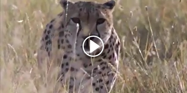 İşte çitaların deve kuşuna saldırı anı