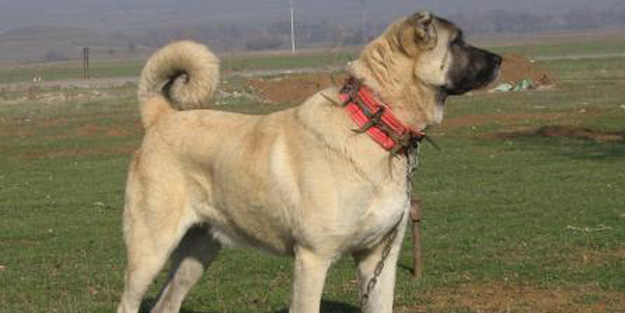 Çitaları yok olmaktan Kangallar kurtardı