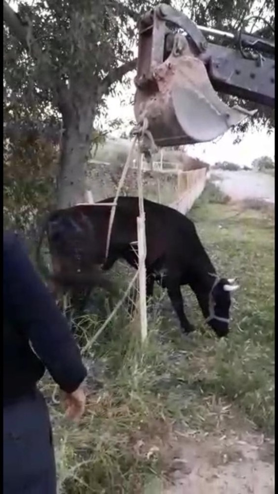 Çitlerde mahsur kalan inek iş makinesi yardımıyla kurtarıldı 