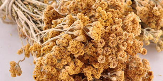 Civan perçemi nedir? Diye merak edenlere: Etkili olan doğadaki şifa hakkında bilgiler!