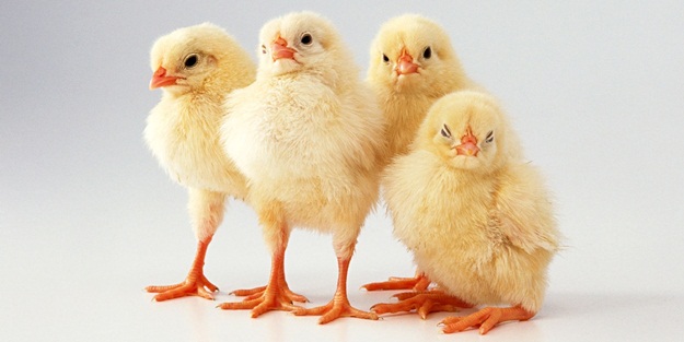 Bu meslek yılda 60 bin dolar kazandırıyor