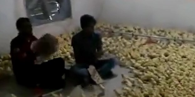 Civcivlerin konser keyfi / VİDEO