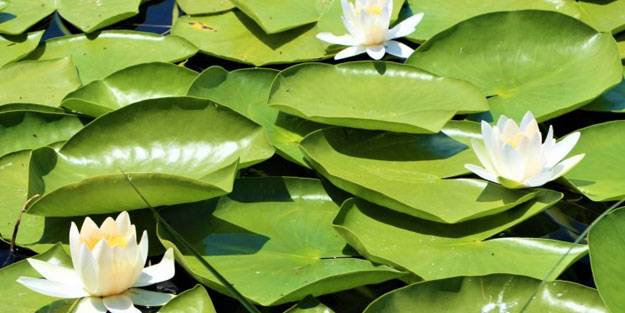 Çivril Işıklı Gölü'nde nilüferler bir başka güzel