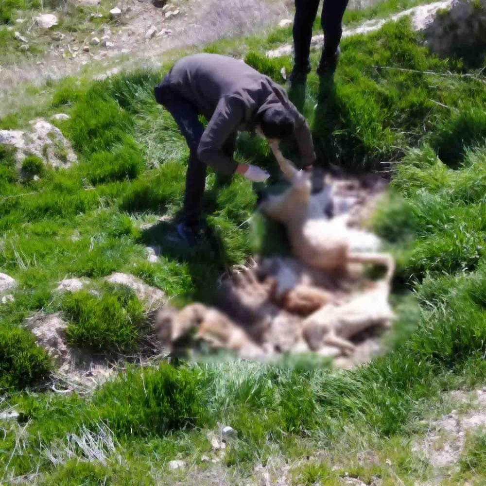 Çivril’de bir tilki ve 4 köpek telef edildi 