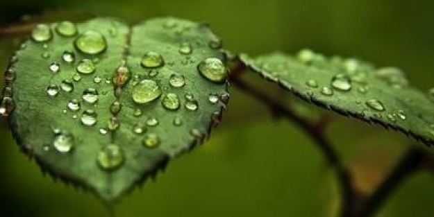 Çiy nasıl oluşuyor?