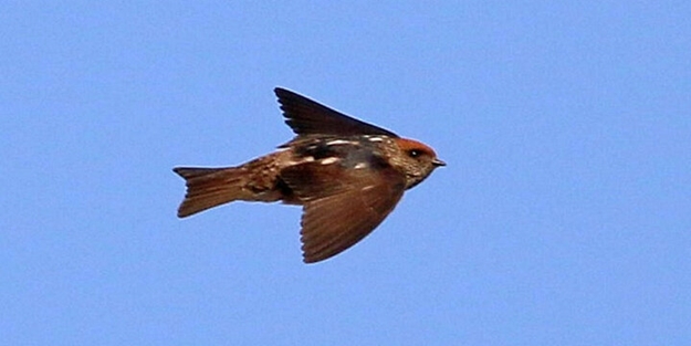 Türkiye'de ilk defa görüldü!