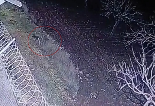 Çizgili sırtlan o ilimizde görüldü!