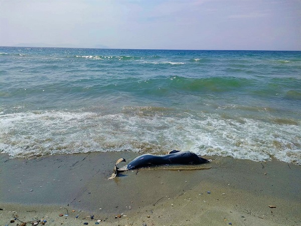 Çizgili yunuslar karaya vurdu