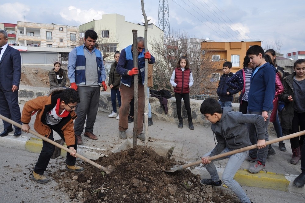 Cizre Belediyesi yeşil bir gelecek için çalışıyor 