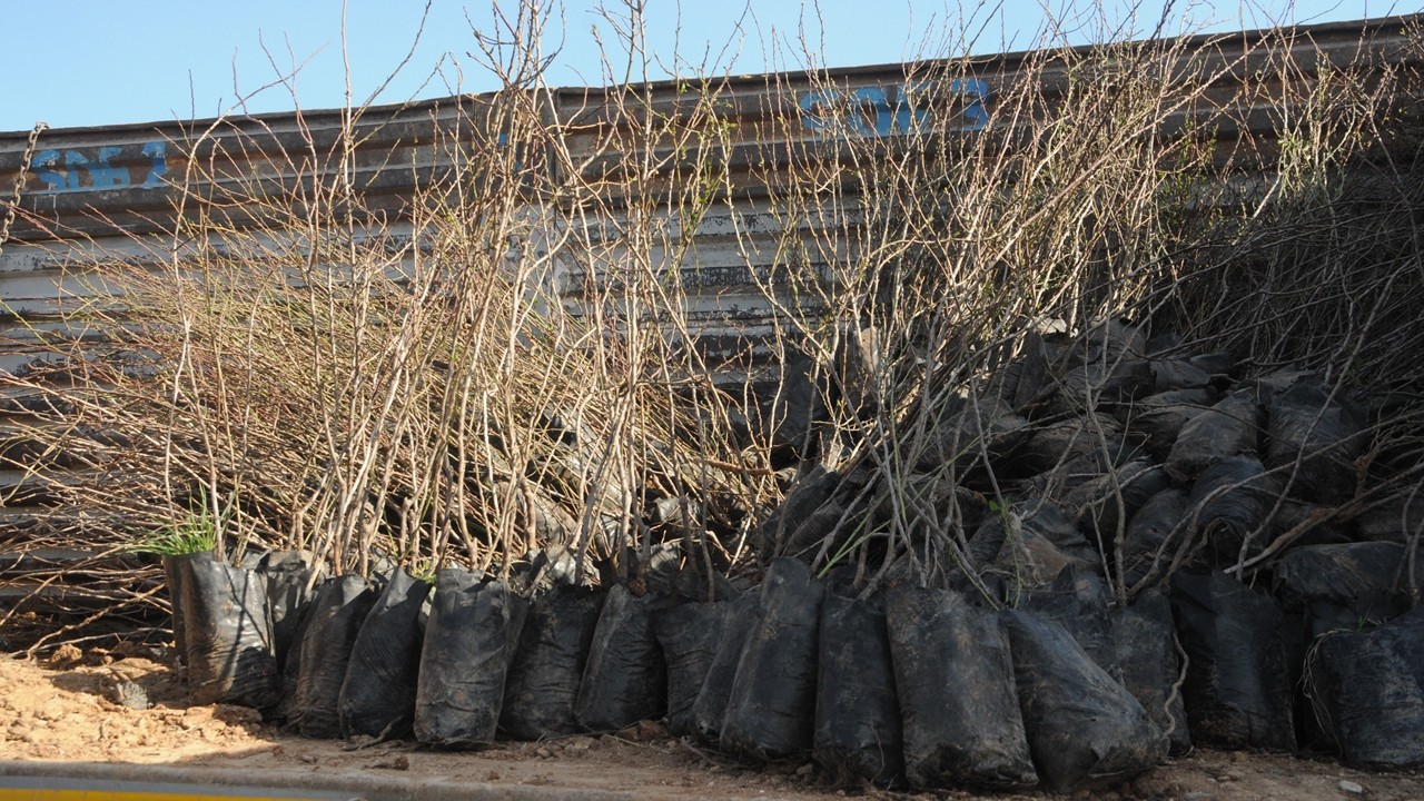 Cizre'de 42 çiftçiye fıstık ve bıttım fidanı dağıtıldı