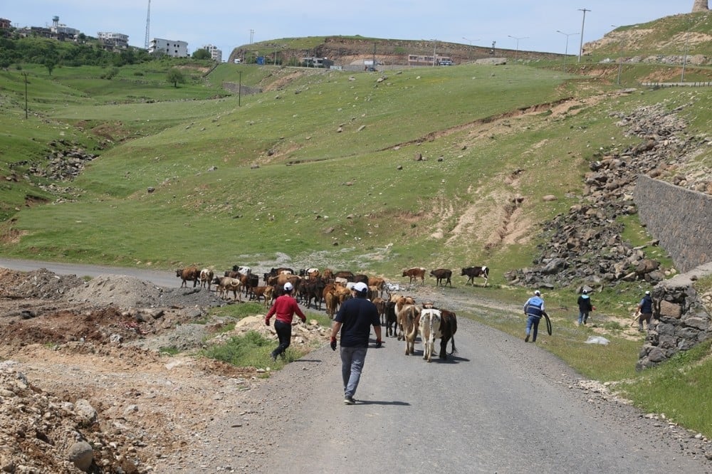 Cizre’de başıboş hayvanlar toplatılıyor 