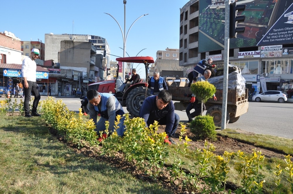 Cizre’de yeşillendirme çalışmaları aralıksız devam ediyor 