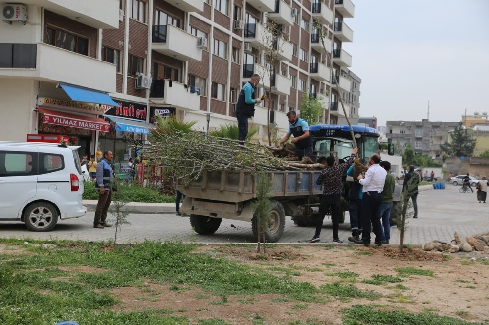 Cizre’de yeşillendirme çalışmaları devam ediyor 