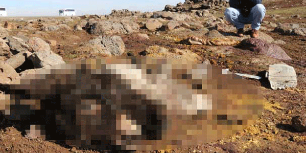 Çoban buldu! Jandarma harekete geçti… Kireçlenerek gömülmüştü