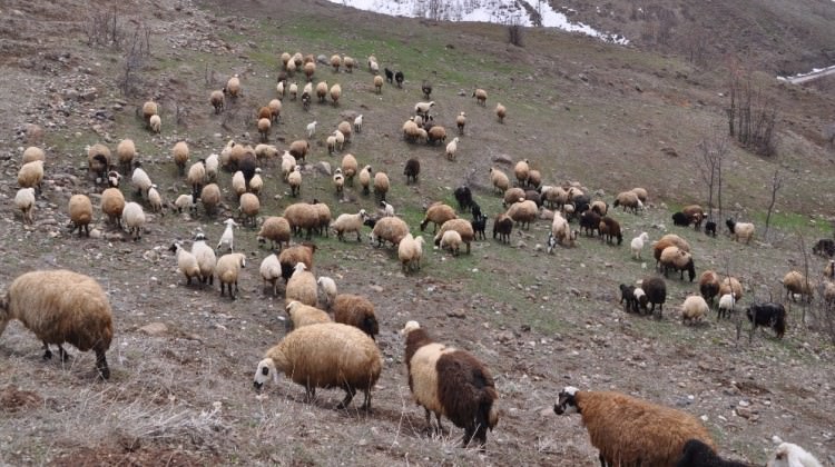 Çoban deyip geçmeyin, maaşı dudak uçuklatıyor