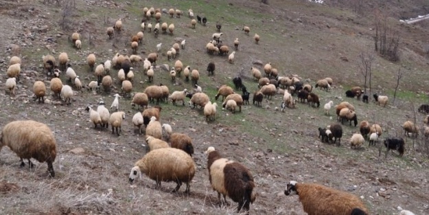Çoban deyip geçmeyin, maaşı dudak uçuklatıyor!