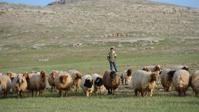 Çoban fuarı başlıyor