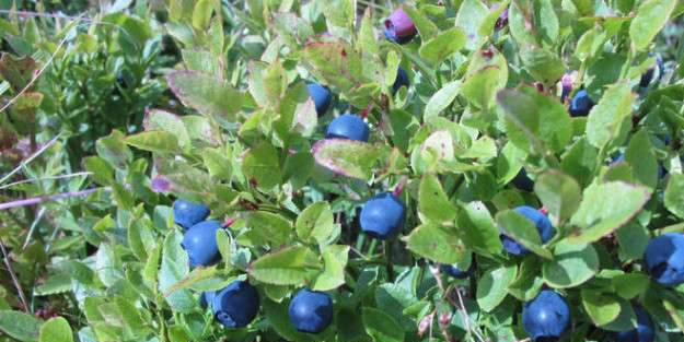 Çoban üzümünün faydaları nelerdir? Bu besin tam destek sağlıyor, etkisi ortaya çıktı! İşte besin lideri