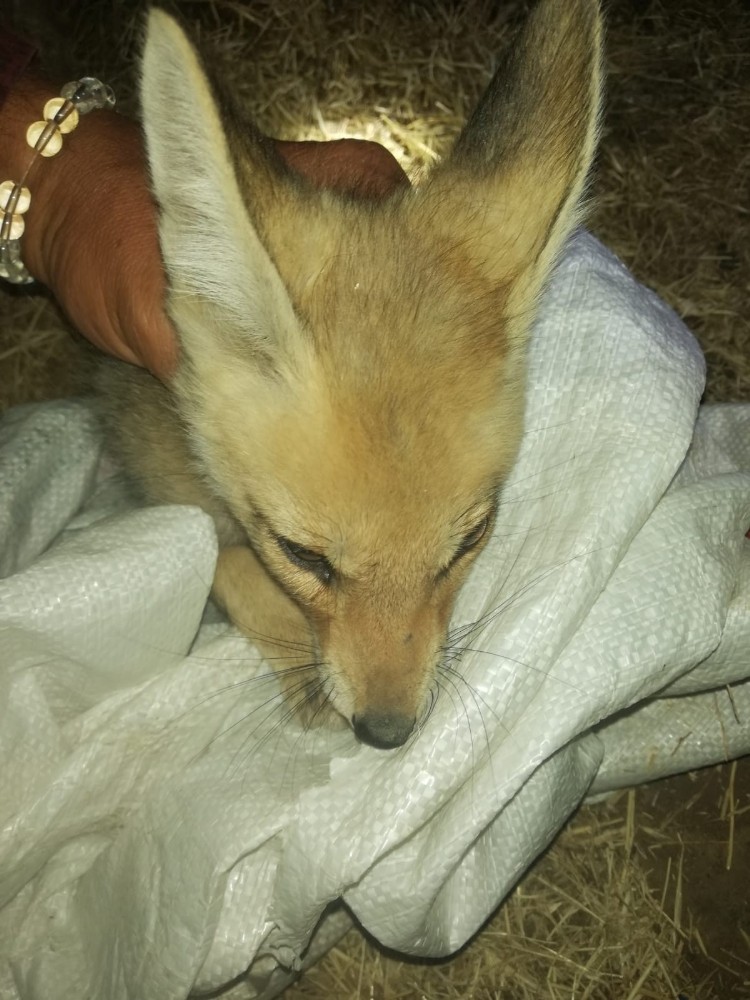 Çobandan yürekleri ısıtan davranış, tarlada bulduğu yaralı tilkiyi veterinere götürüp tedavi ettirdi 