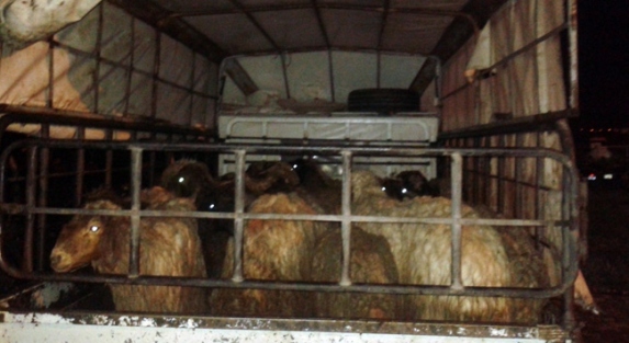 Çobanı uyutup 302 koyunu...