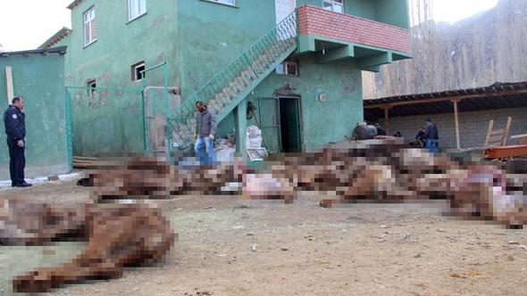 15 gün uğramadı! Döndüğünde karşılaştığı...