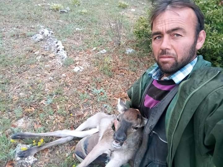 Çobanın bulduğu yaralı geyik tedavi edildi 