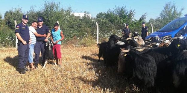 Çobanın kaybettiği 80 küçükbaş hayvan, drone ile bulundu