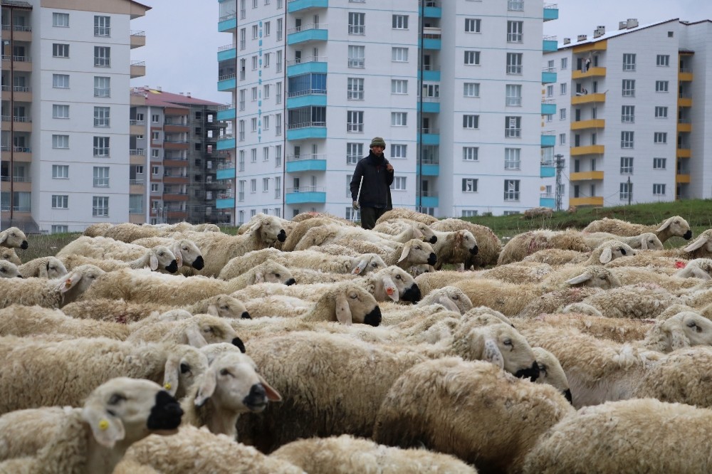 Çobanlar 1 Mayıs’ta da çalışmaya devam etti 