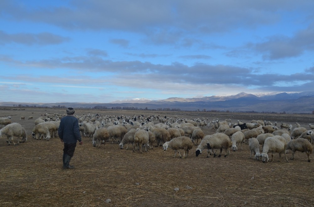 Çobanlar hem kış şartları hem de arazi şartları ile mücadele ediyor 