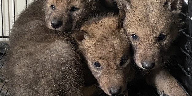 Çobanların bulduğu 4 kurt yavrusu koruma altına alındı