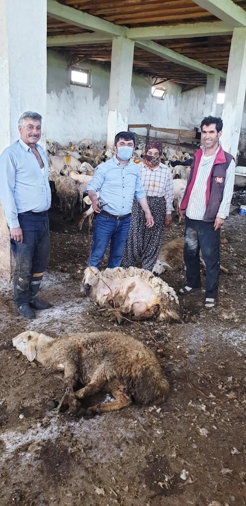 Çobanların koyun kırkım mesaisi başladı 