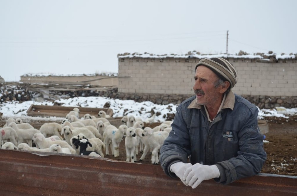 Çobanların soğuk havada ’Kuzu’ nöbeti 