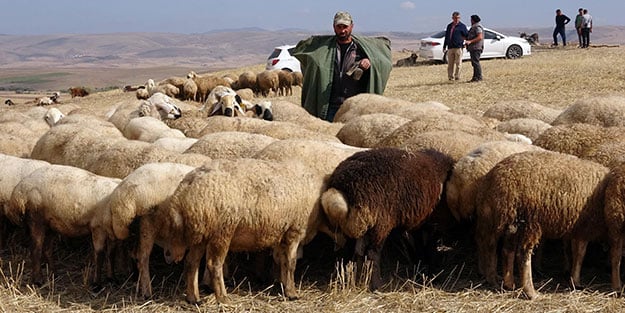 Çobanlık mesleği ileri taşınacak! Resmen çıkardı