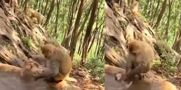 Yavrusunu yıkayan maymun şaşırttı