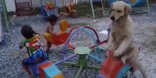 Çocukla çocuk olan köpek - VIDEO