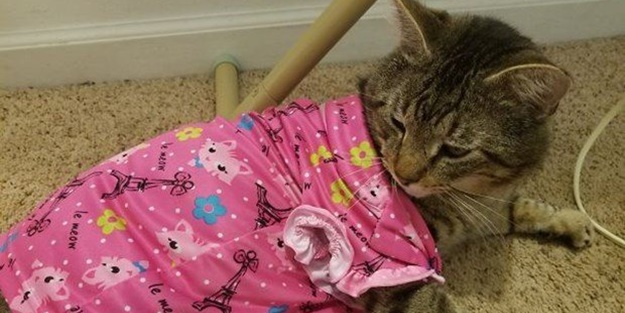 Çocuklar evcil hayvanlarla baş başa kalırsa...