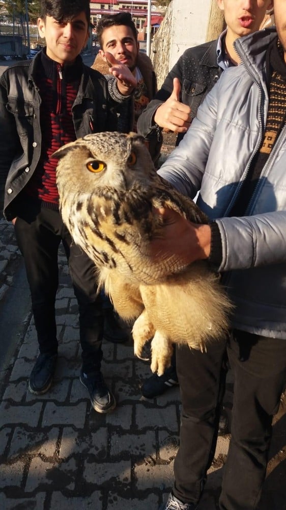 Çocuklar, yaralı buldukları baykuşu besledi 