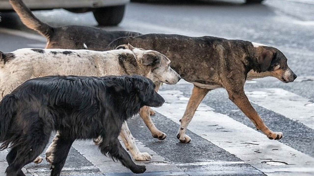 Çocukları parçalayan köpekler hala sokakta! Hiç kimse güvende değil
