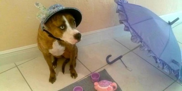 Çocukların sevimli oyun arkadaşları