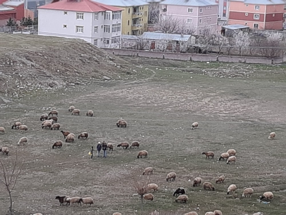 Çocukların top koşturduğu bölgeler hayvanlara kaldı 
