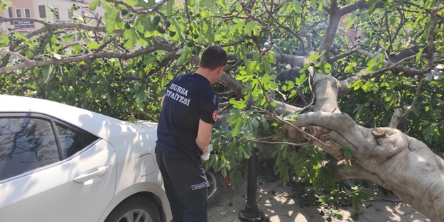 Çocuklarını beklerken üzerlerine ağaç devrildi