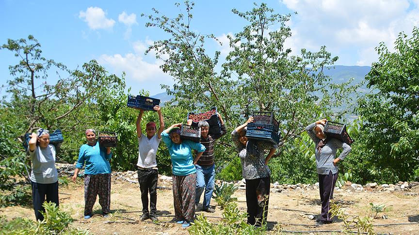 Çocuklarını okutmak için kiraz topluyorlar