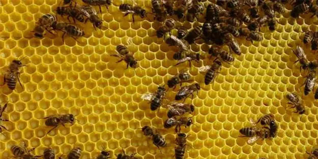 Coğrafi işaret tescilli çiçek balında hasat sürerken Türkiye'nin bal haritası yayınlandı!