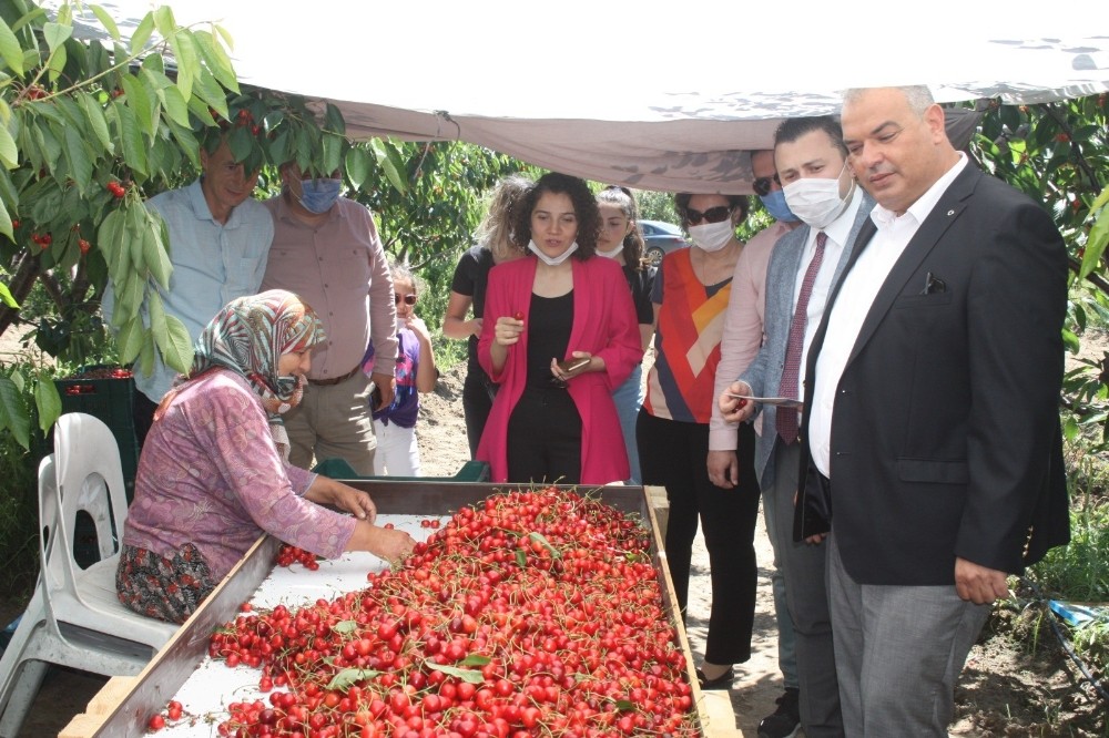 Coğrafi işaret yolundaki Çeribaşı Kirazı’nın ilk hasadı yapıldı 